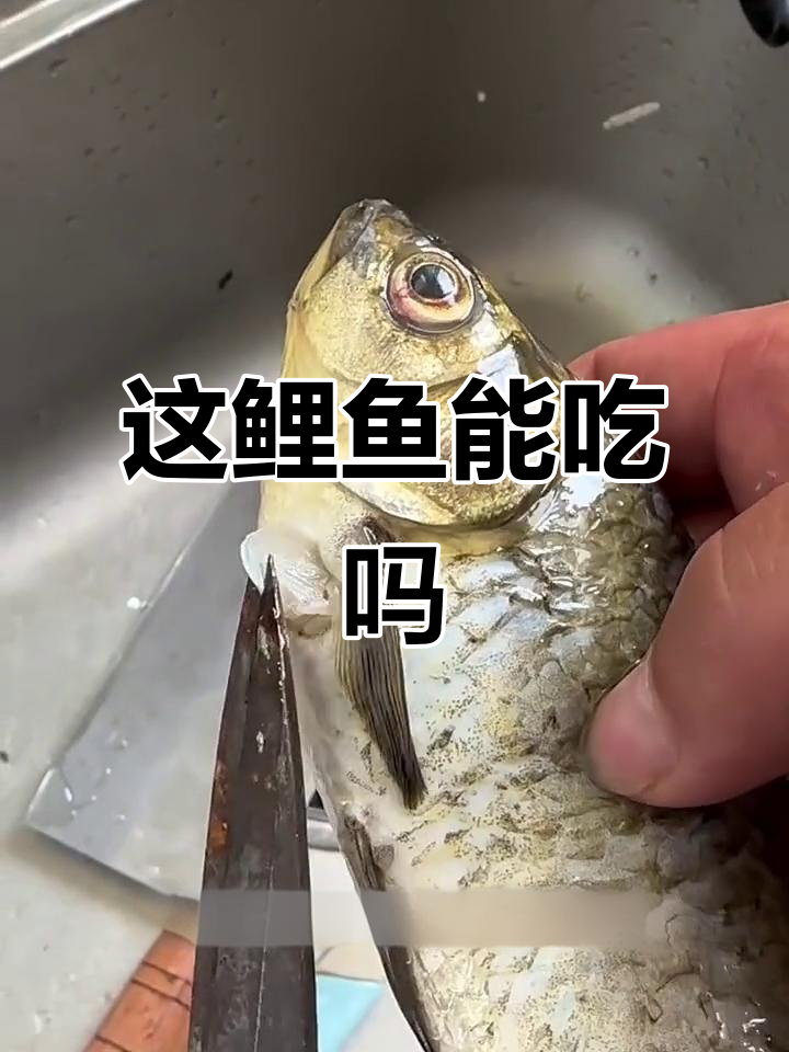 钓到一条肚子里有虫的鲫鱼,竟然能这样处理!