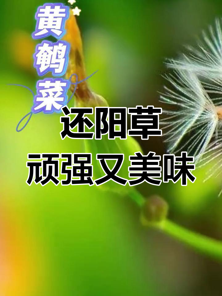 生命力顽强的还阳草,农村常见却鲜为人知的美味食材