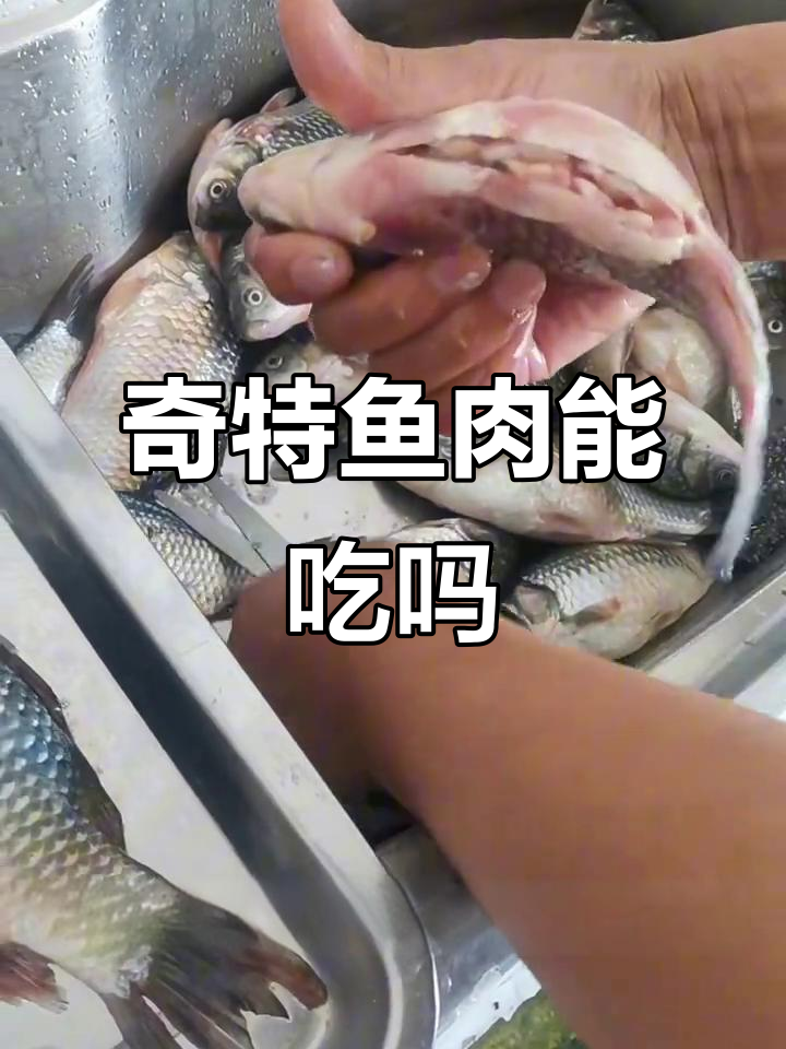 这些鱼能吃吗?奇特的“面条”和“虫虫”鱼你敢试吗