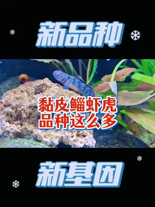 呆萌又好养,没想到黏皮鲻虾虎品种这么多!基因变异黄肉大头虾虎 不怕缺氧的虾虎鱼,呆萌皮实好