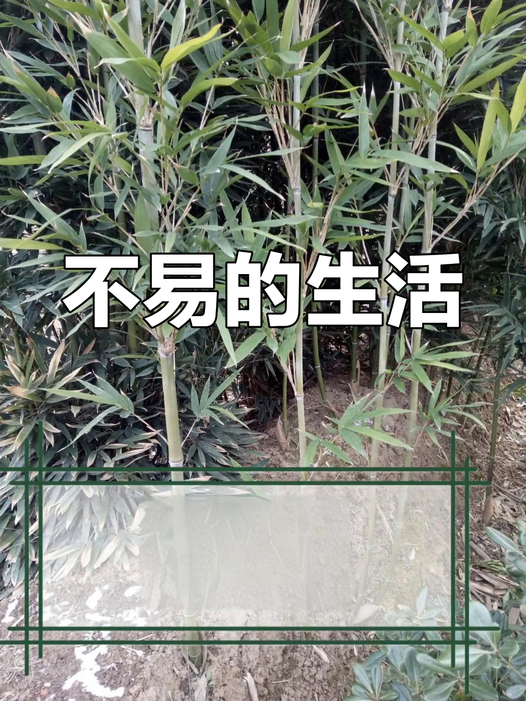 生活的艰辛与坚持