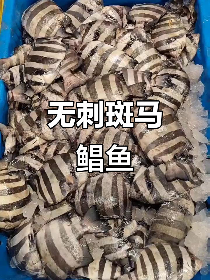 斑马鲳鱼:无刺鲜嫩,孩子最爱吃的海鲜美味