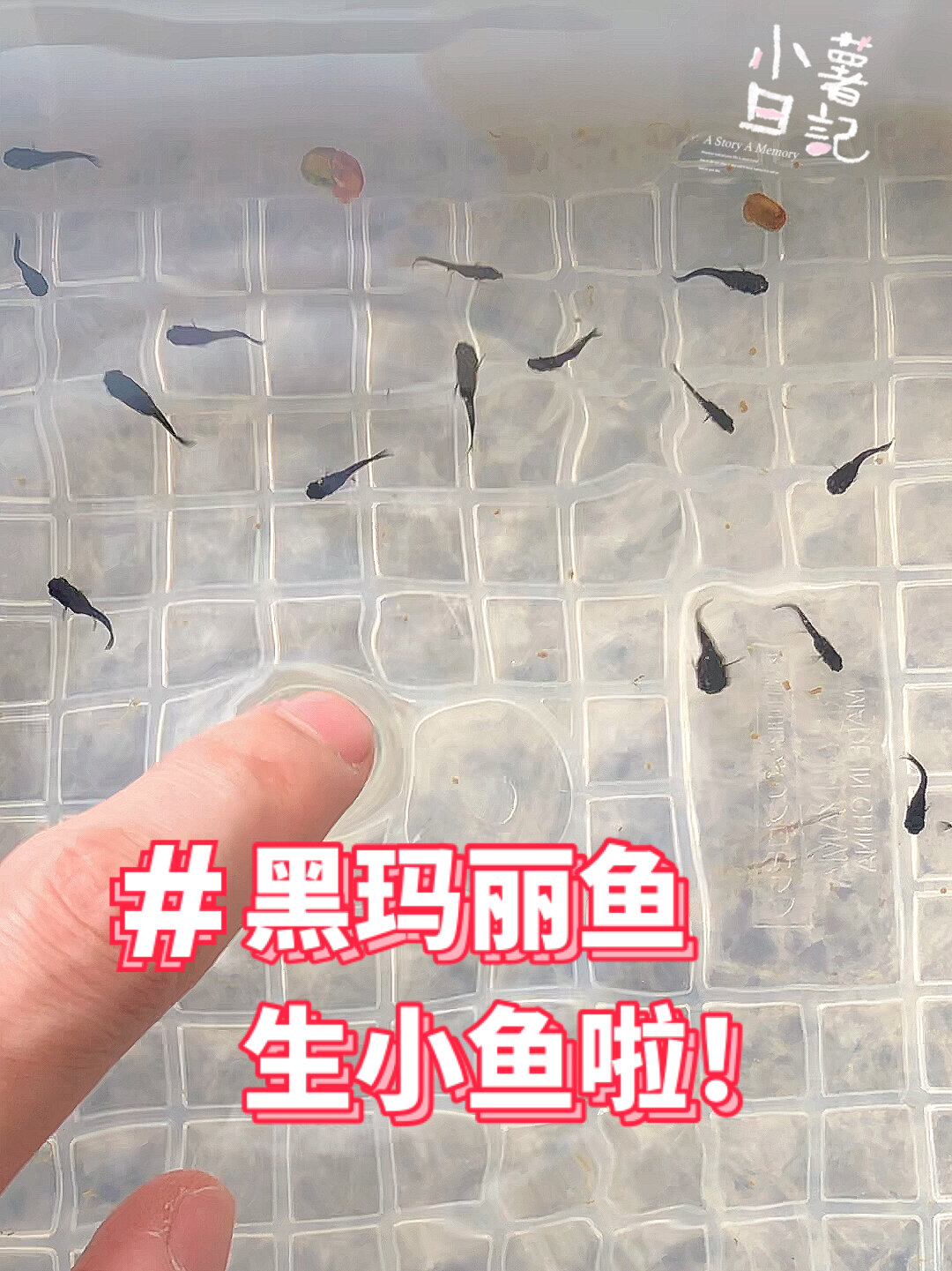 黑玛丽鱼生小鱼仔啦!