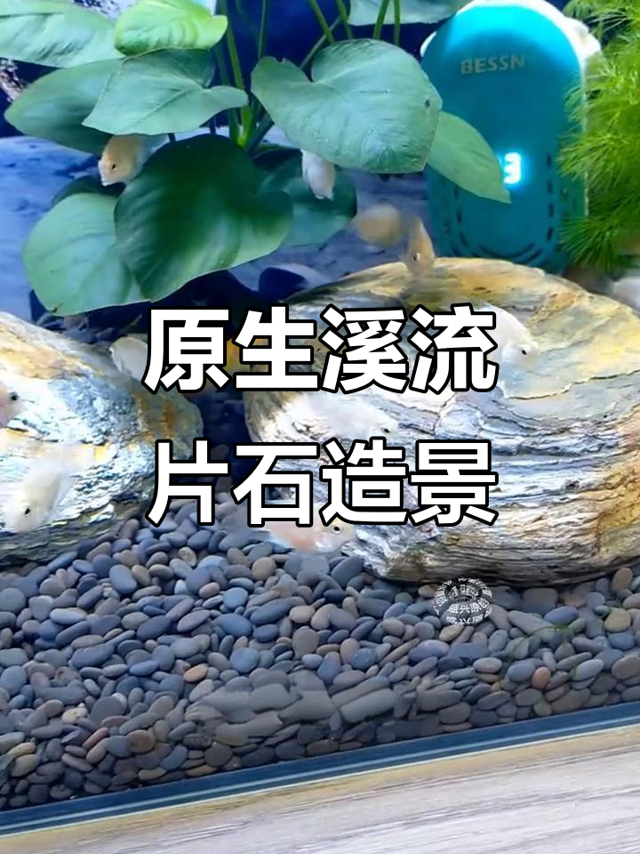 溪流石造景,打造自然鱼缸环境