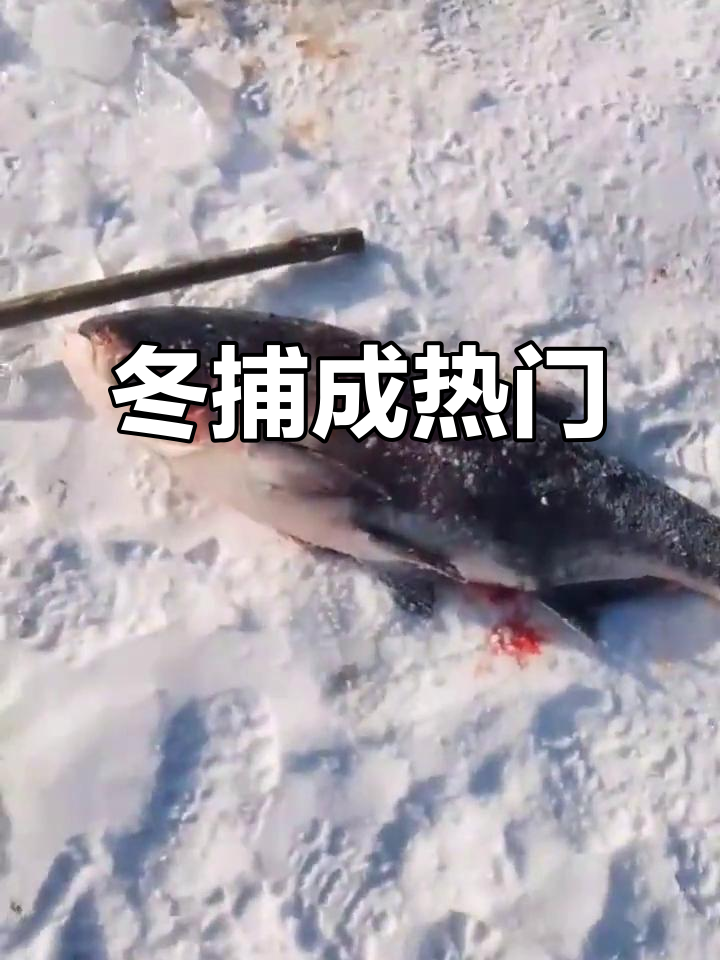 冬季黑龙江捕鱼,旅游新亮点!