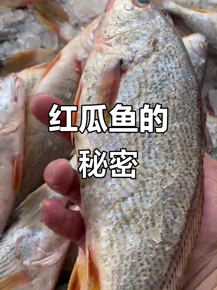 红瓜鱼暗规揭秘,杀戮背后真相