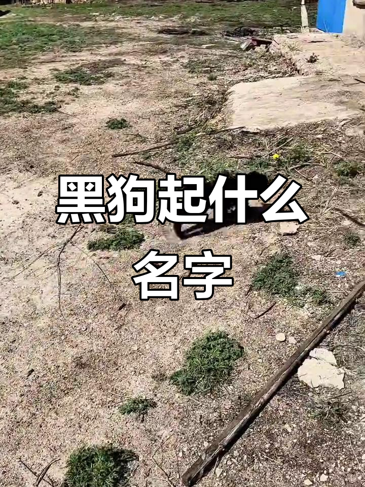 小黑狗取名大挑战,名字里不能有“黑”字