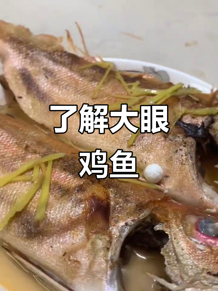 大眼鸡鱼:探秘神奇鱼类