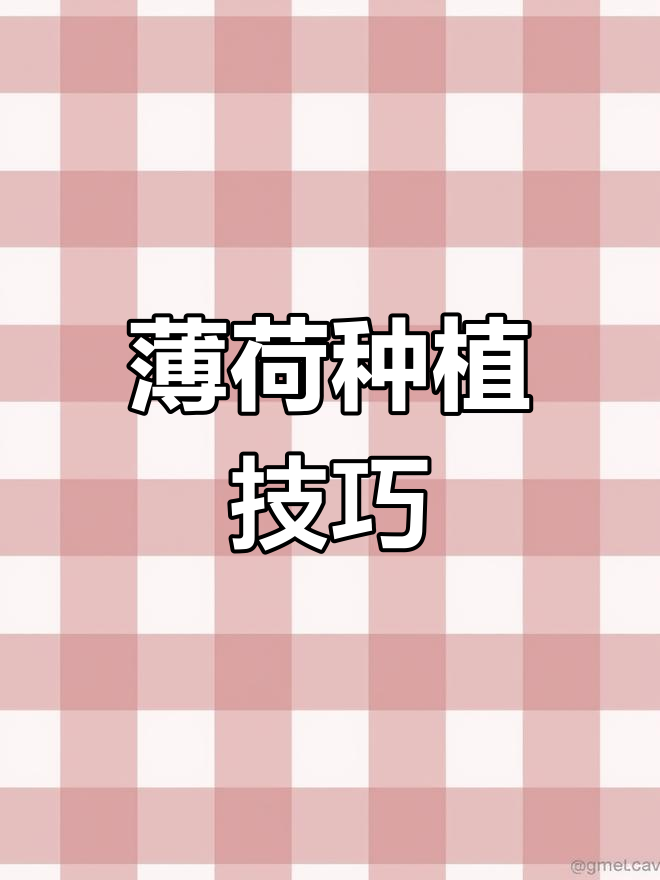 如何用种子轻松种薄荷,步骤全解析