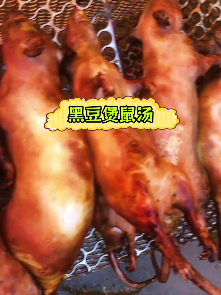 田鼠炖黑豆,滋补美味