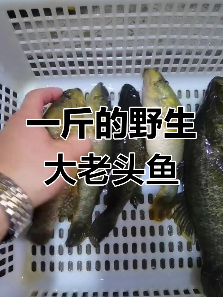 东北野生大老头鱼,一斤重你见过吗?