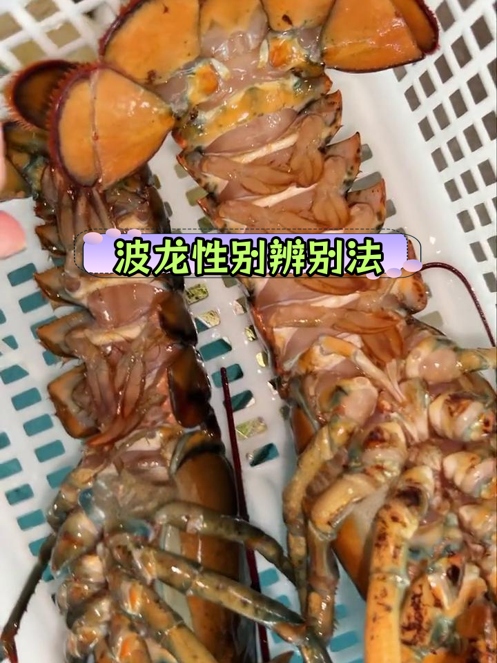 如何区分波龙公母?
