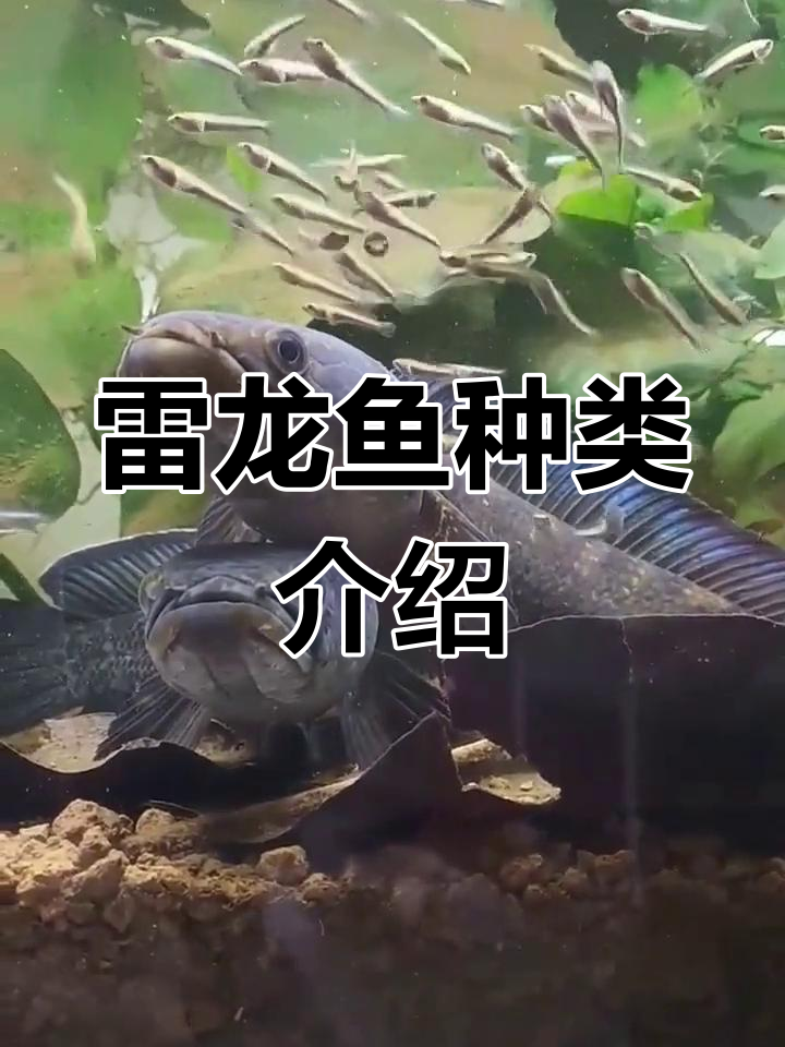 蓝宝石雷龙鱼与鬼王雷龙鱼的分布与习性