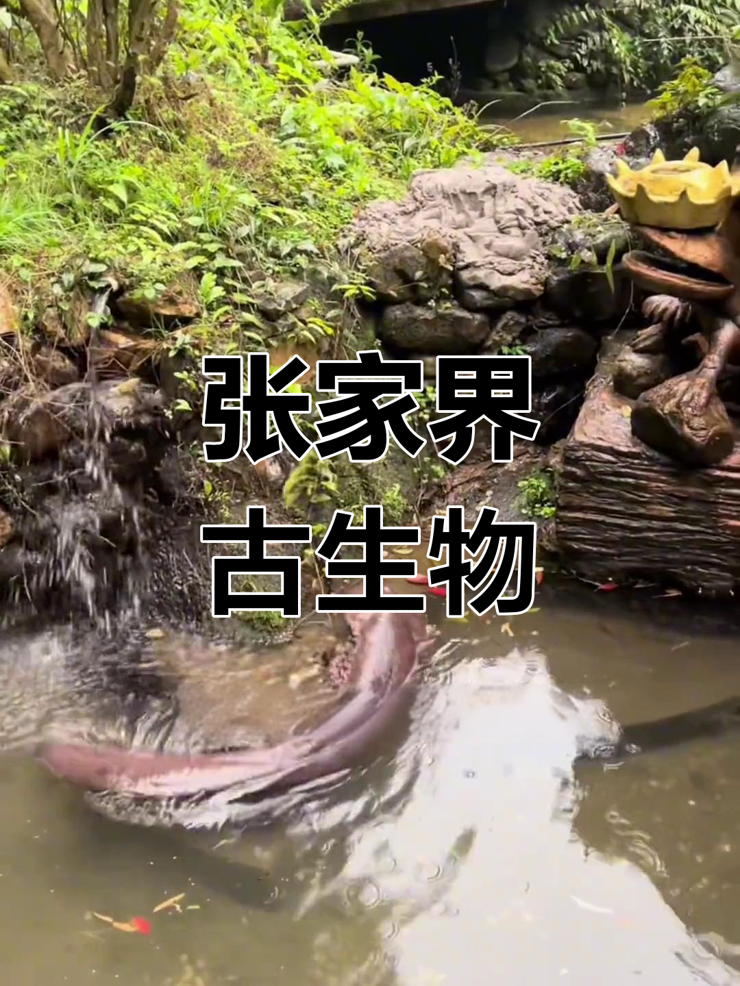 娃娃鱼,张家界的古老宝藏,辈分超越恐龙!