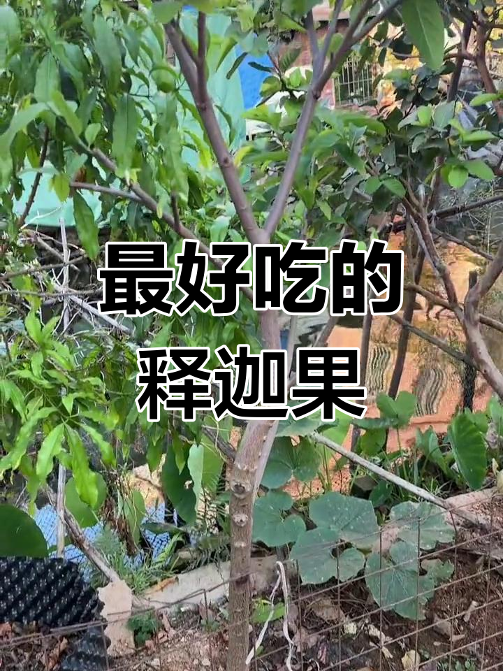 释迦果品种大揭秘,哪种最美味?