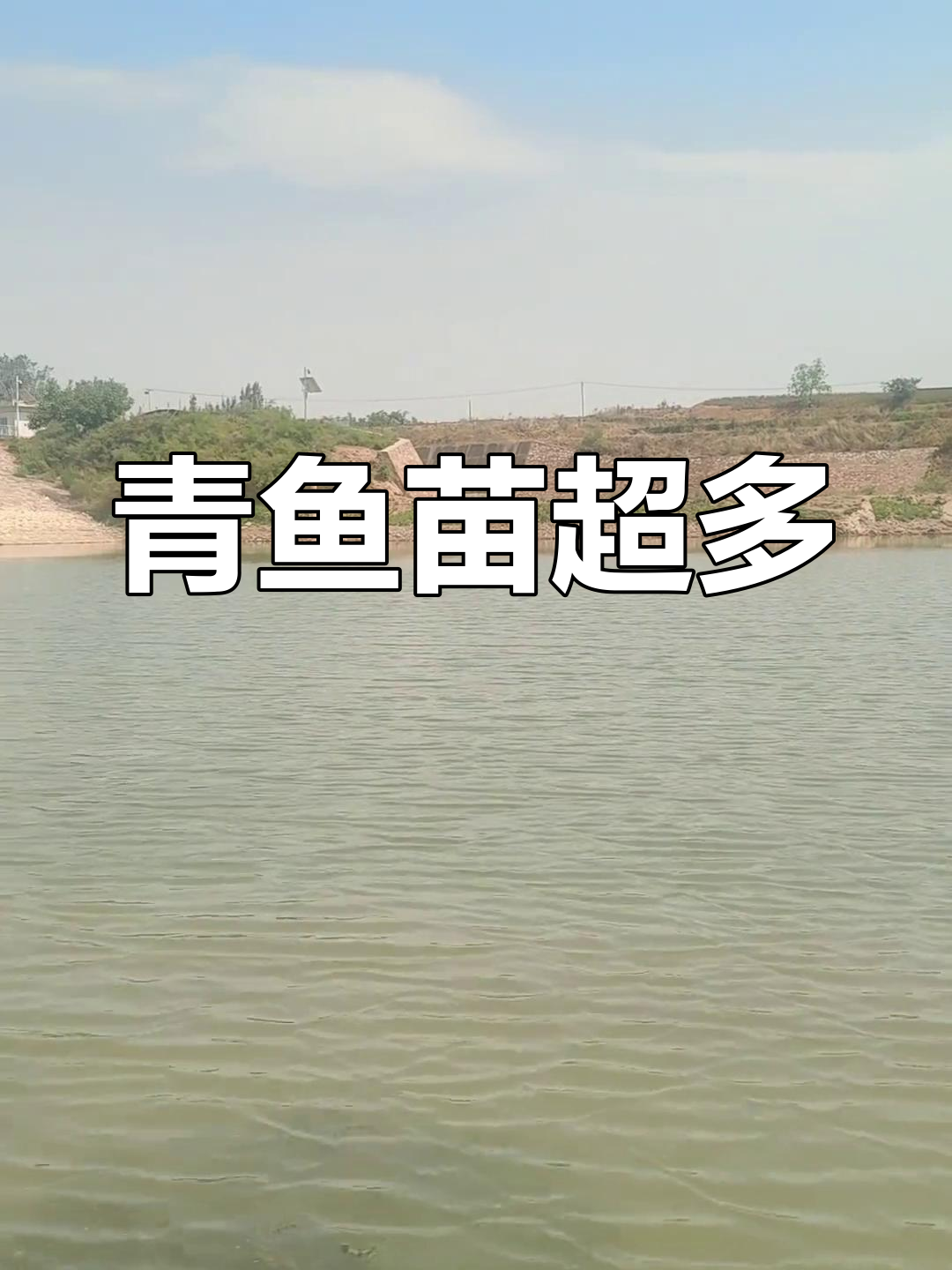 青鱼苗成群,麦穗满地!葛沟水库钓鱼乐趣多