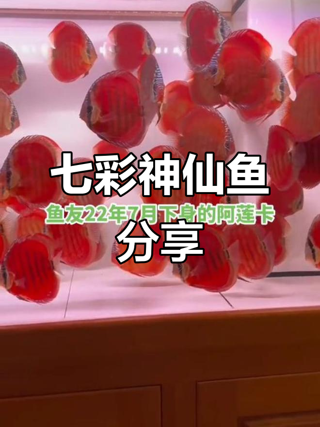 七彩神仙鱼大揭秘,欢迎水族爱好者交流