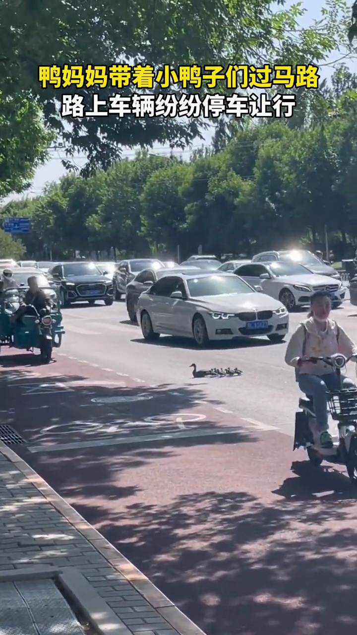 鸭妈妈带着小鸭子们过马路,路上车辆纷纷停车让行