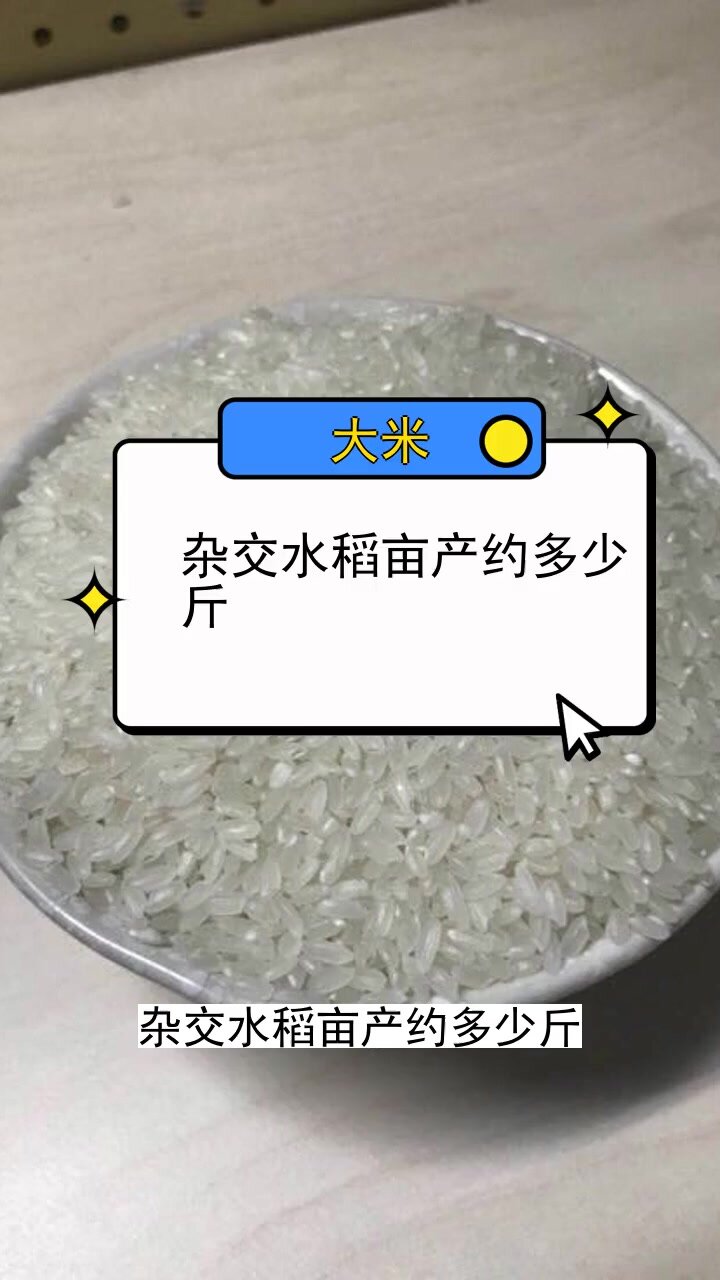 杂交水稻亩产约多少斤