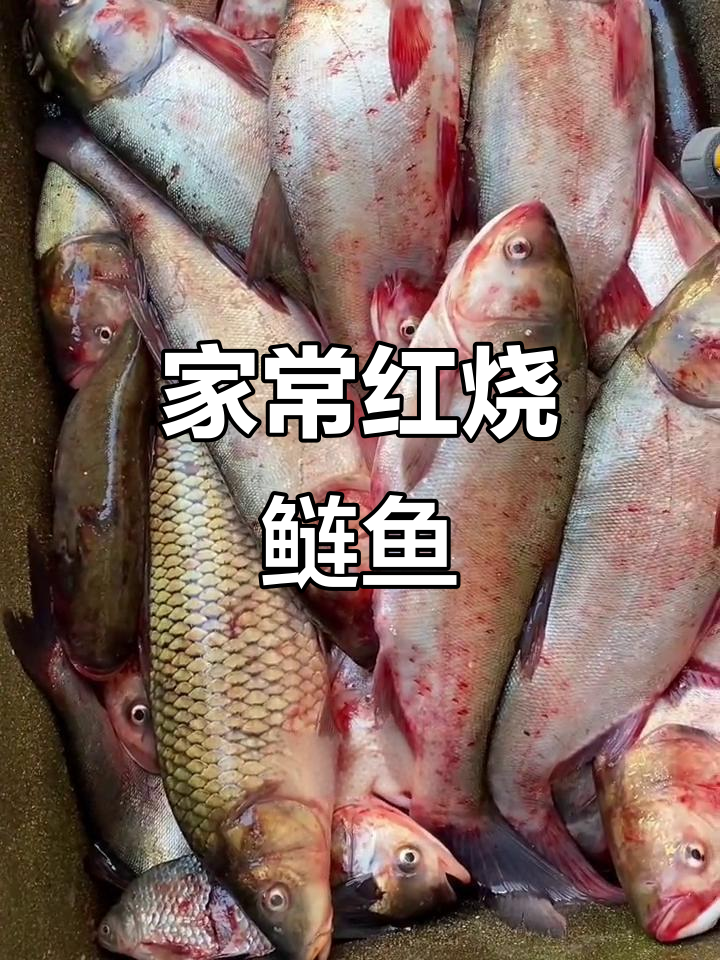 红烧鲢鱼家常做法，鲜香十足，刺多但味道超赞
