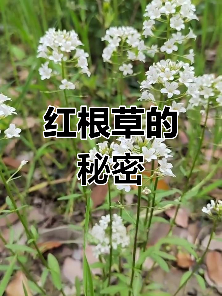农村常见红根草,竟是排湿良药!