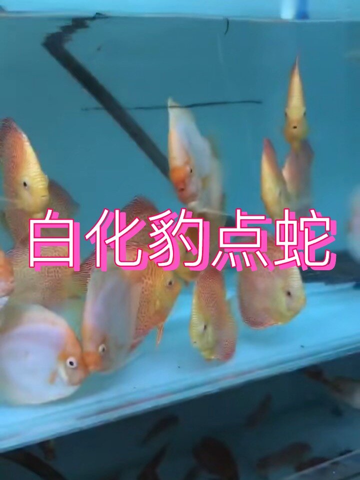 七彩神仙鱼白化豹点蛇 白化魔鬼