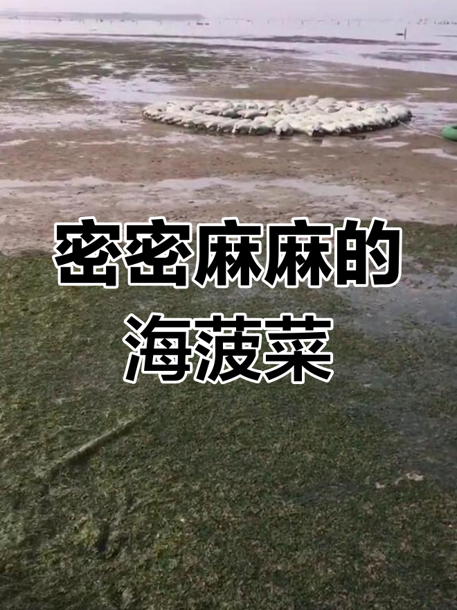 海风拂过,夜水轻荡