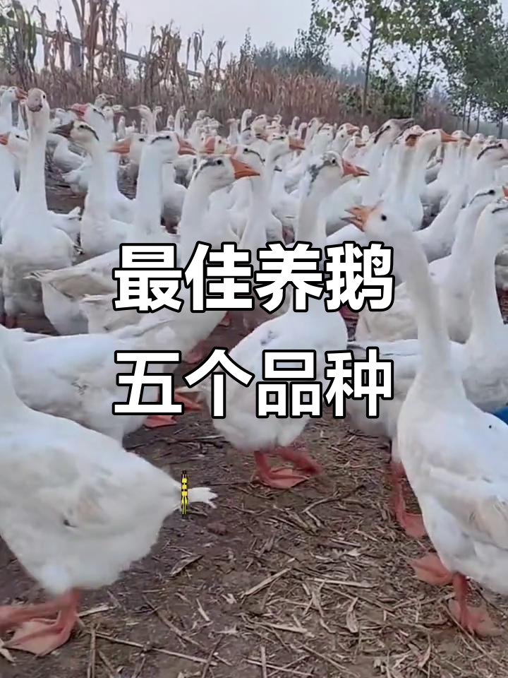 养鹅必看：五大品种选择指南