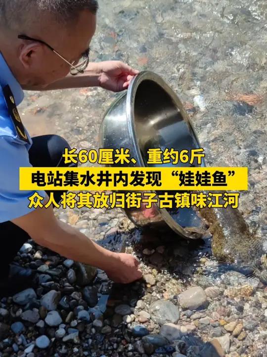 长60厘米、重约6斤,电站集水井内发现“娃娃鱼”,众人将其放归街子古镇味江河 娃娃鱼 放生