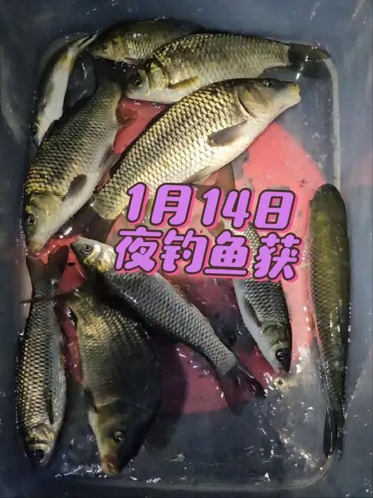 夜钓3小时鱼获,草鱼鲫鱼鲤鱼都有。钓鱼的乐趣只有钓鱼人懂钓鱼人就是这么疯狂野钓钓鱼人