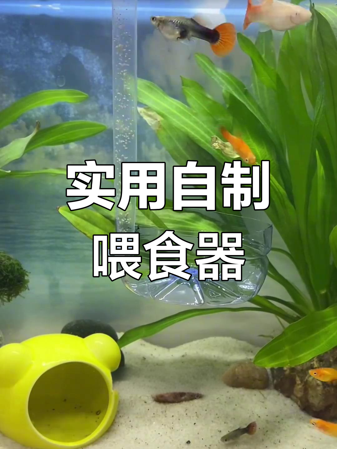 自制鱼食喂食器,轻松搞定不再乱飞