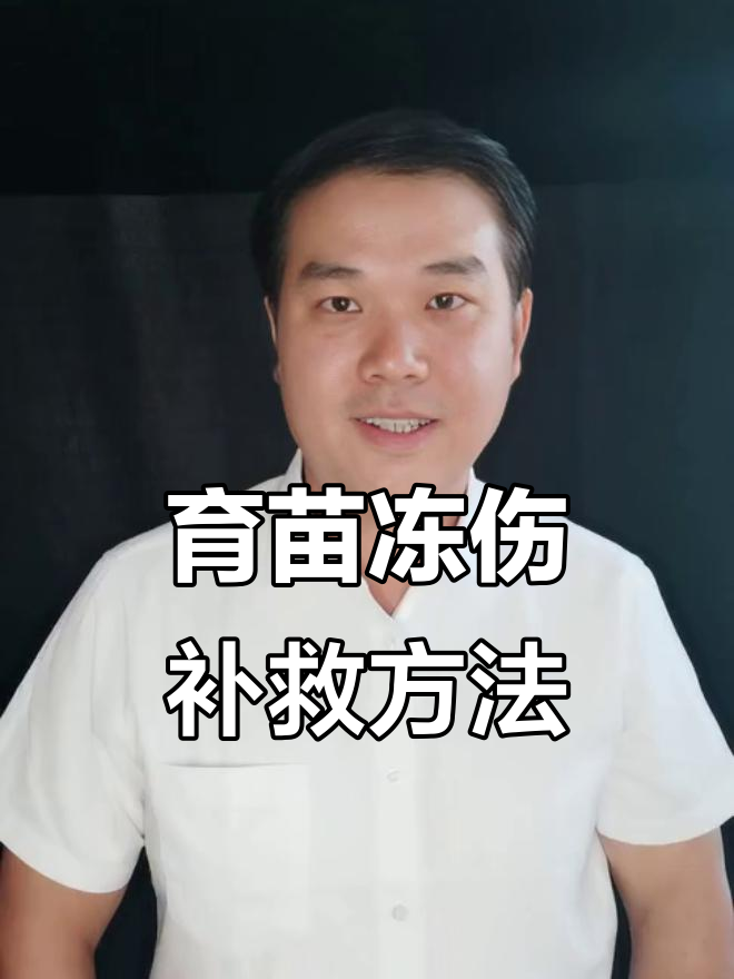 辣椒育苗受冻害,如何应对三种不同症状