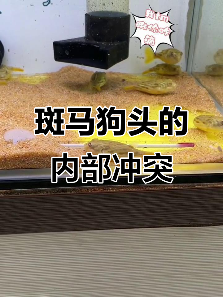 斑马狗头争地盘,王者之争一触即发