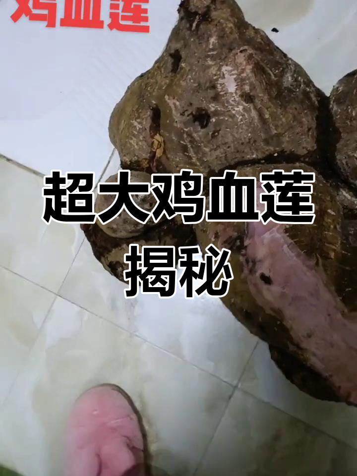 鸡血莲长成百年,竟这么大!