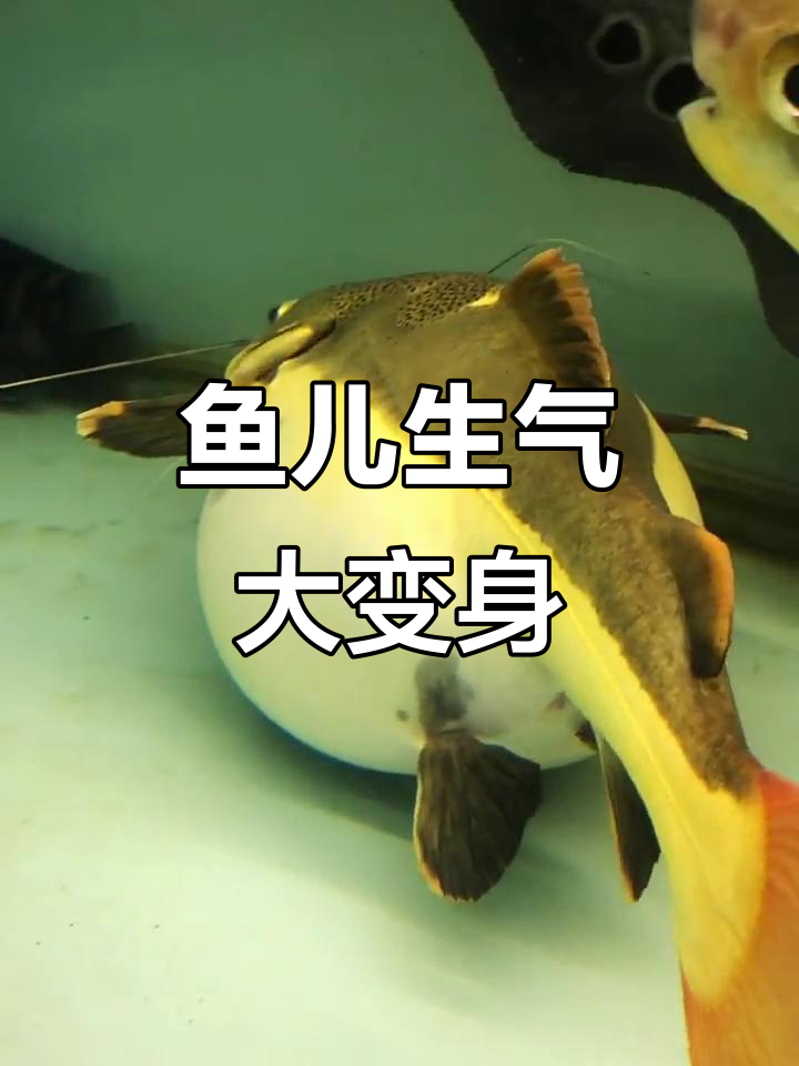鱼生气了,竟然这样表现!