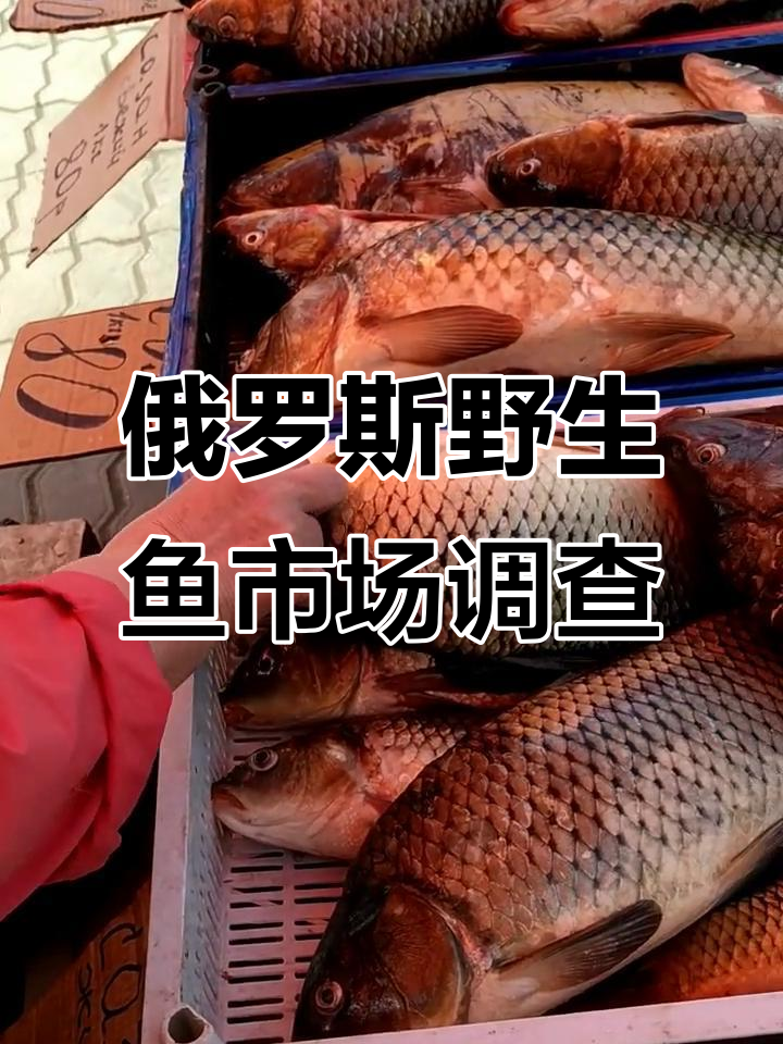 俄罗斯野生鱼价格大揭秘：怀头、鲫鲤一网打尽