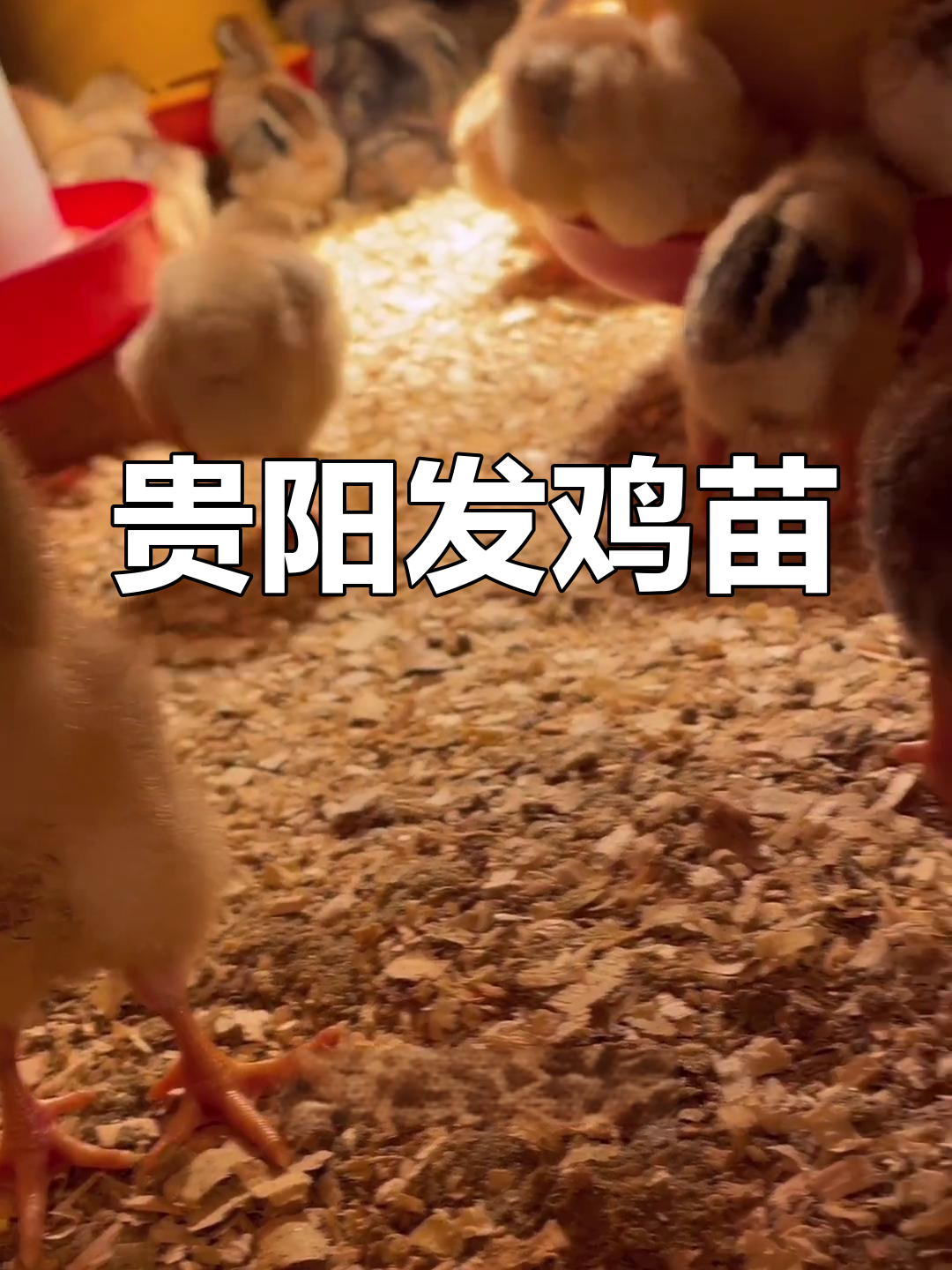 贵阳白云区鸡苗热销,大黄椒麻鸡肉质鲜美