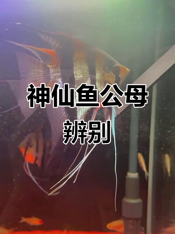 神仙鱼公母分辨技巧,如何判断性别与繁殖迹象