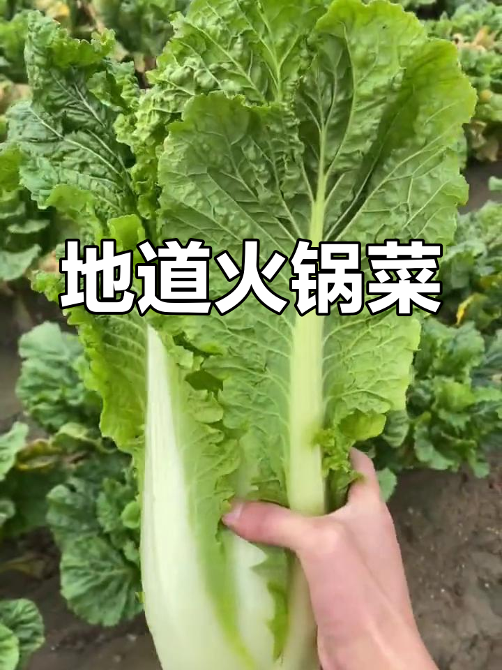 青麻叶大白菜,火锅必备美味