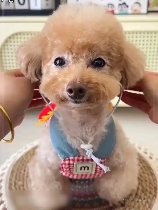 宠物狗狗猫咪鸭子装备套帽子胸背外出牵引用品春夏透气网红衣服泰 宠物衣服 宠物胸背 狗狗胸背