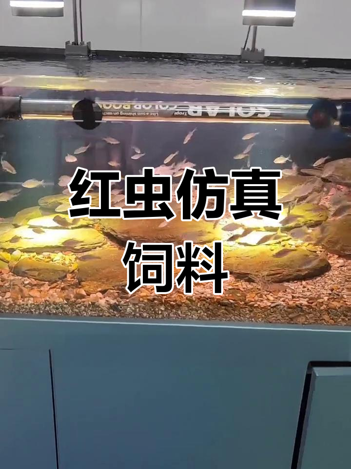 虫子形状的鱼饲料,吸引各种观赏鱼