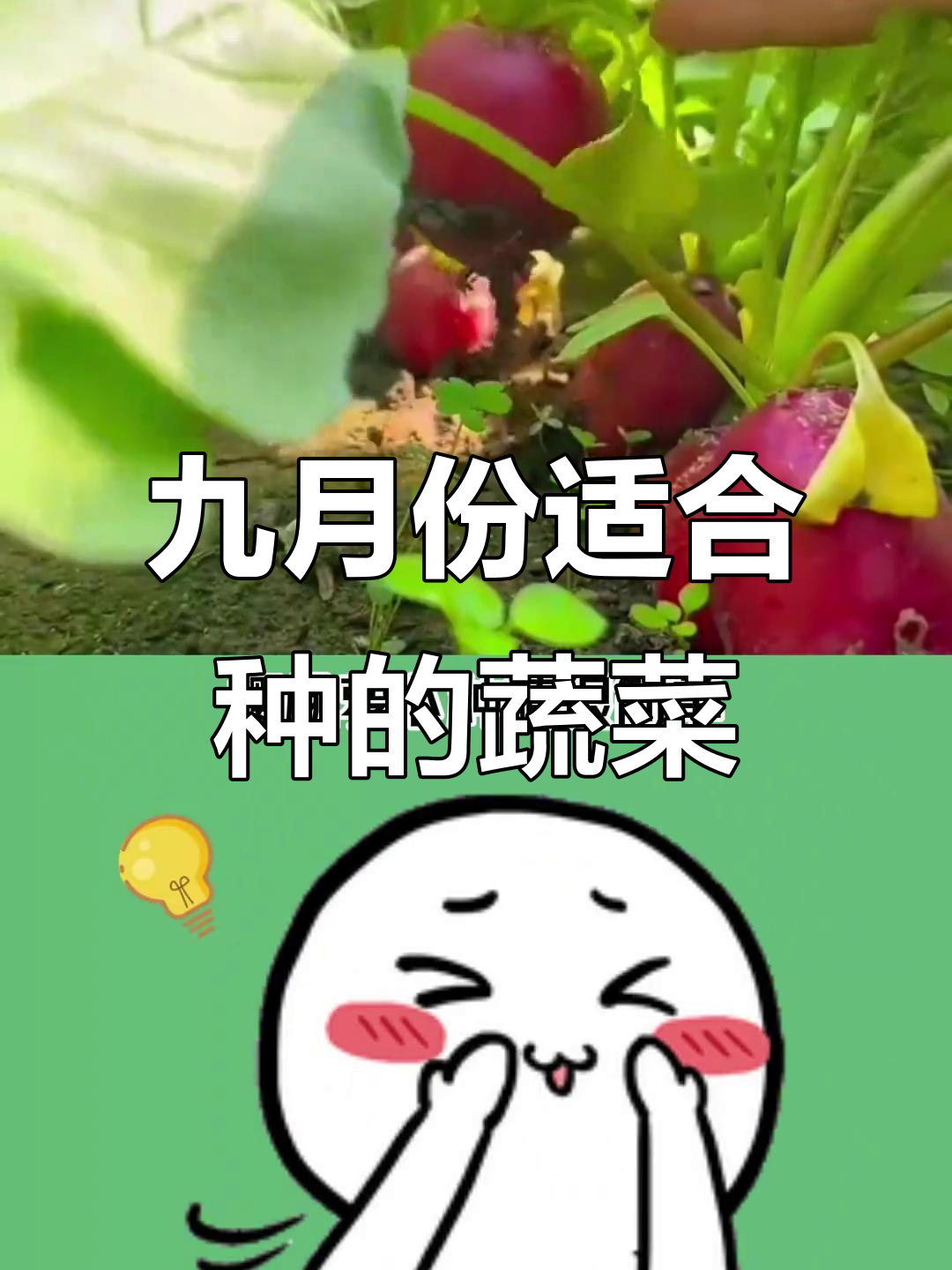 九月种菜,冬季不愁吃!这些蔬菜最适合秋季播种