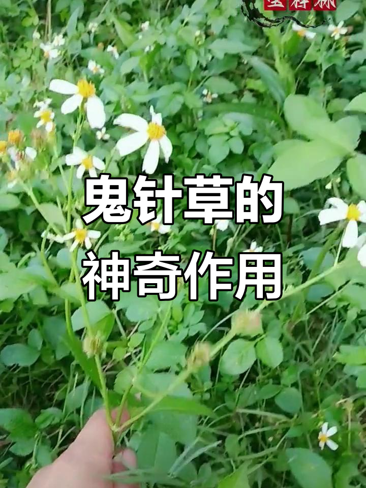 鬼针草:常见却强大的野菜与药材