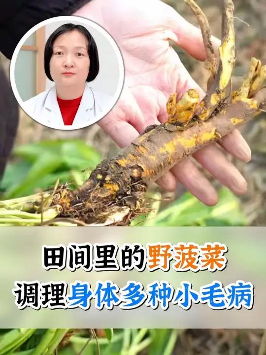 田间里的野菠菜,调理身体多种小毛病