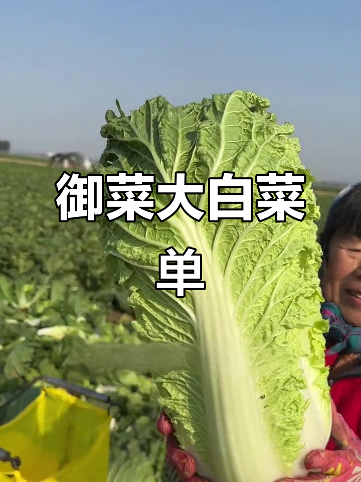 10月唐山玉田大白菜,御菜之选,菜肴堪称皇家风味!