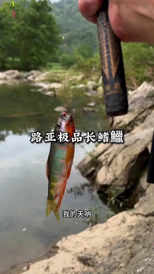 简简单单安排一缸长鳍鱲 长鳍鱲 养鱼日记 野钓原生鱼