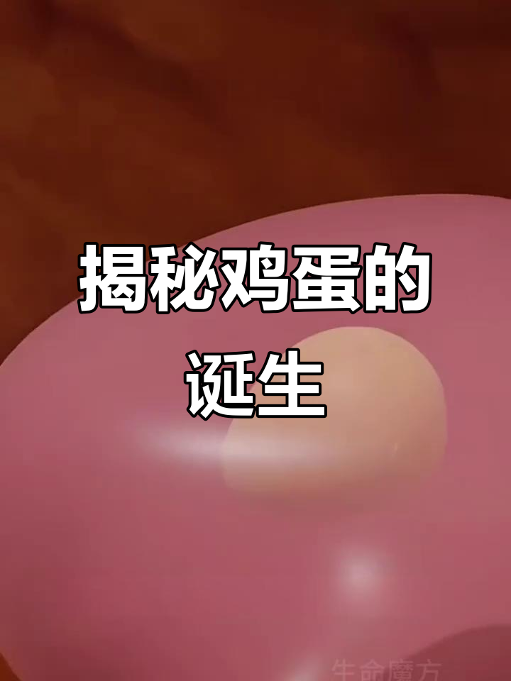 鸡蛋的形成过程竟然这么复杂，原来蛋黄是这样来的！
