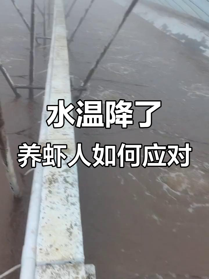寒冬来临,水温下降,南美白对虾养殖的挑战与温暖