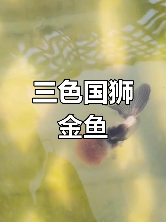 菊花顶三色国狮金鱼