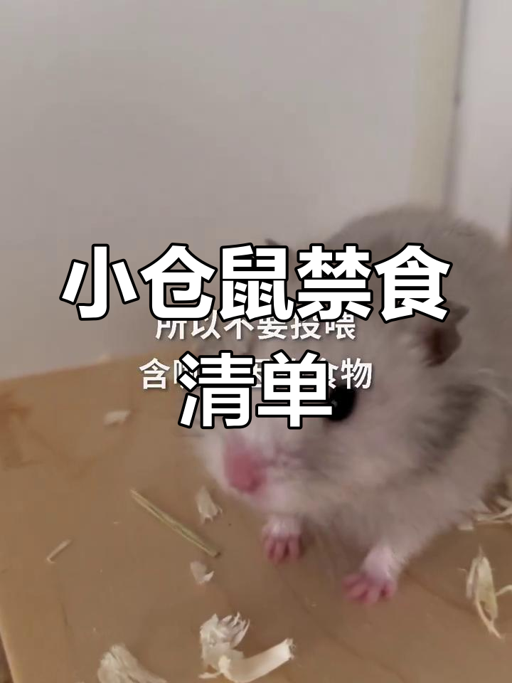 小仓鼠不能吃的食物,巧克力、洋葱和杏仁都可能致命